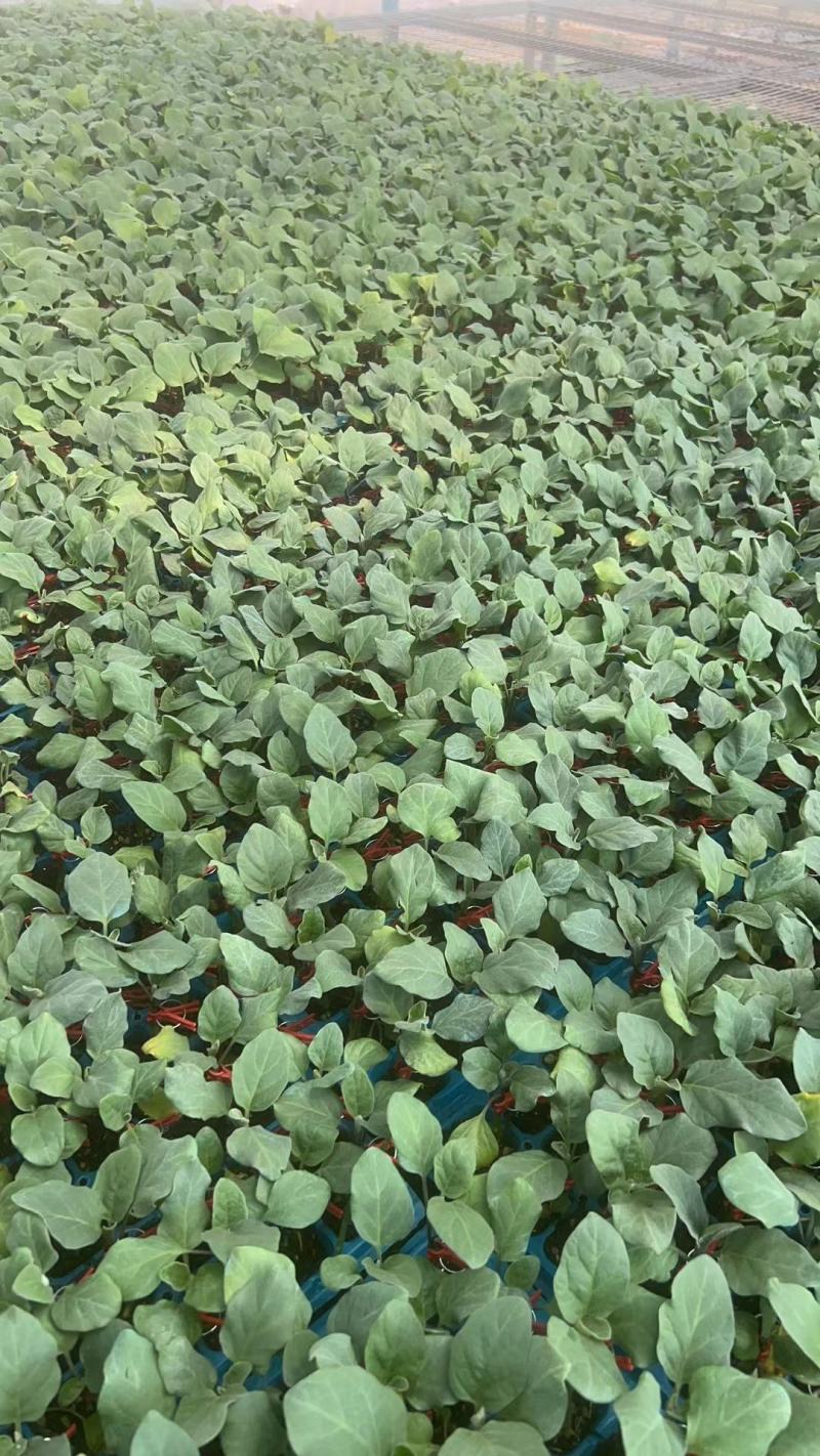 嫁接线茄苗，嫁接杭茄苗，紫红线茄苗，紫黑长线茄苗