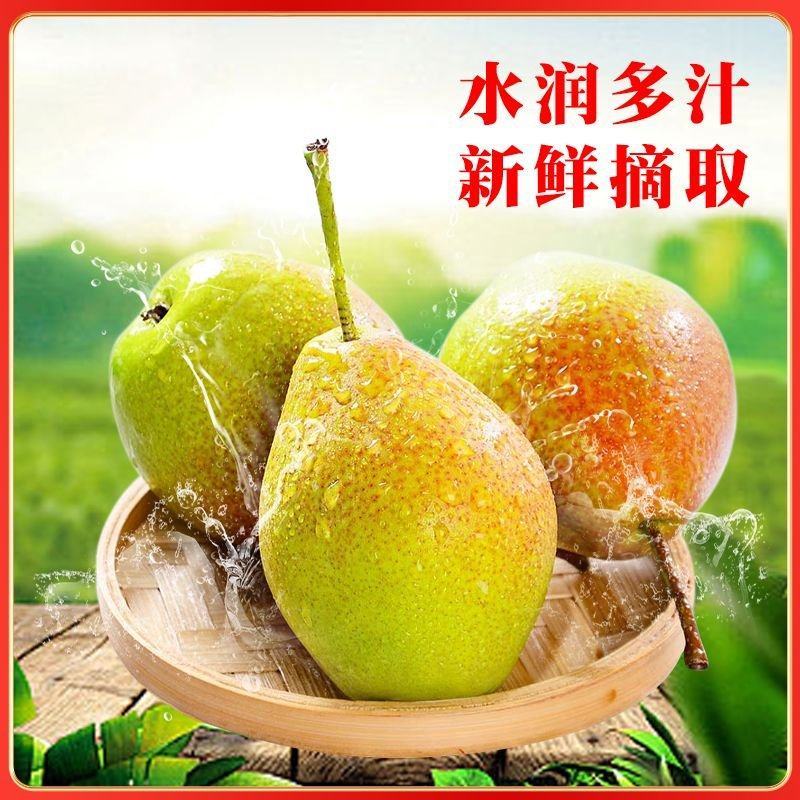 【精选】香梨新疆正宗库尔勒香梨清香皮薄多汁新鲜采摘