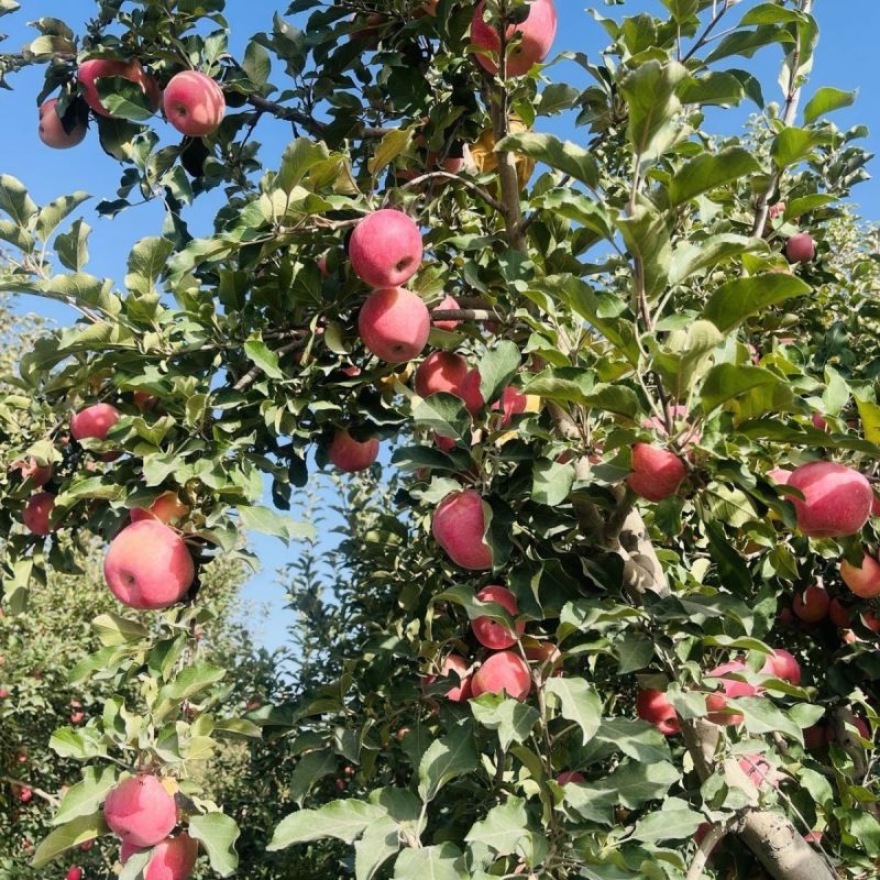 【优选】新疆正宗冰糖心苹果对接电商商超市场量大从优