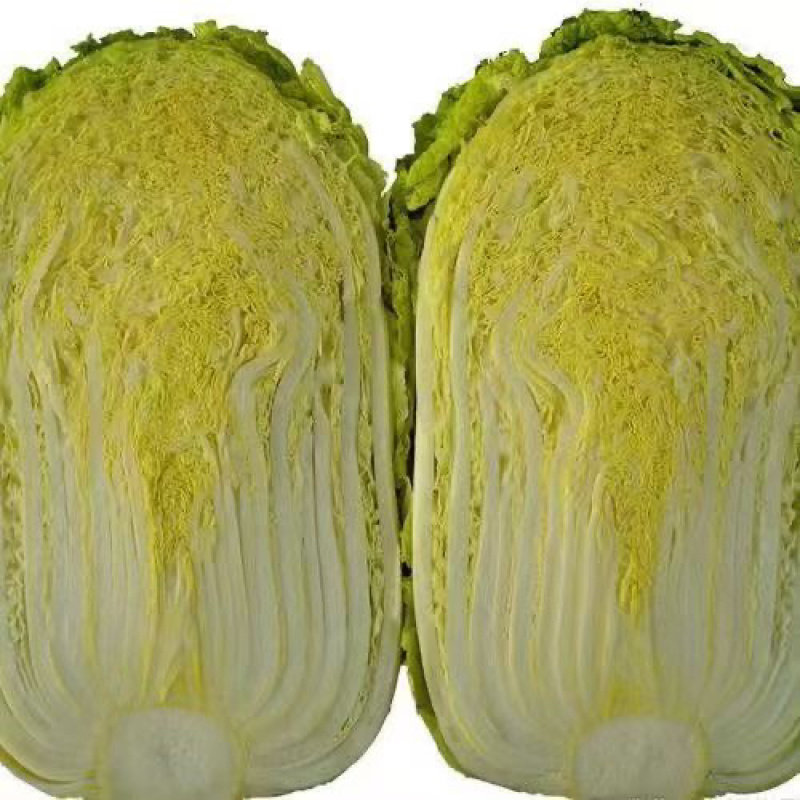 白菜河南基地精品大白菜现摘现发价格优惠对接全国客户