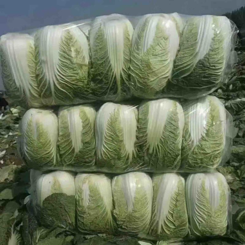 白菜河南基地精品大白菜现摘现发价格优惠对接全国客户