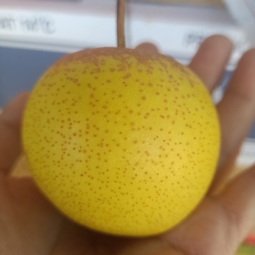 老花盖梨现货
