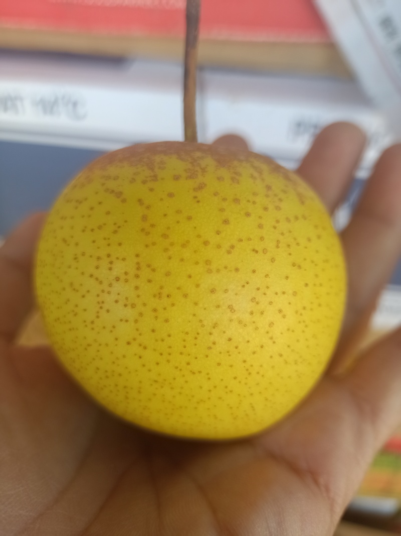 老花盖梨现货