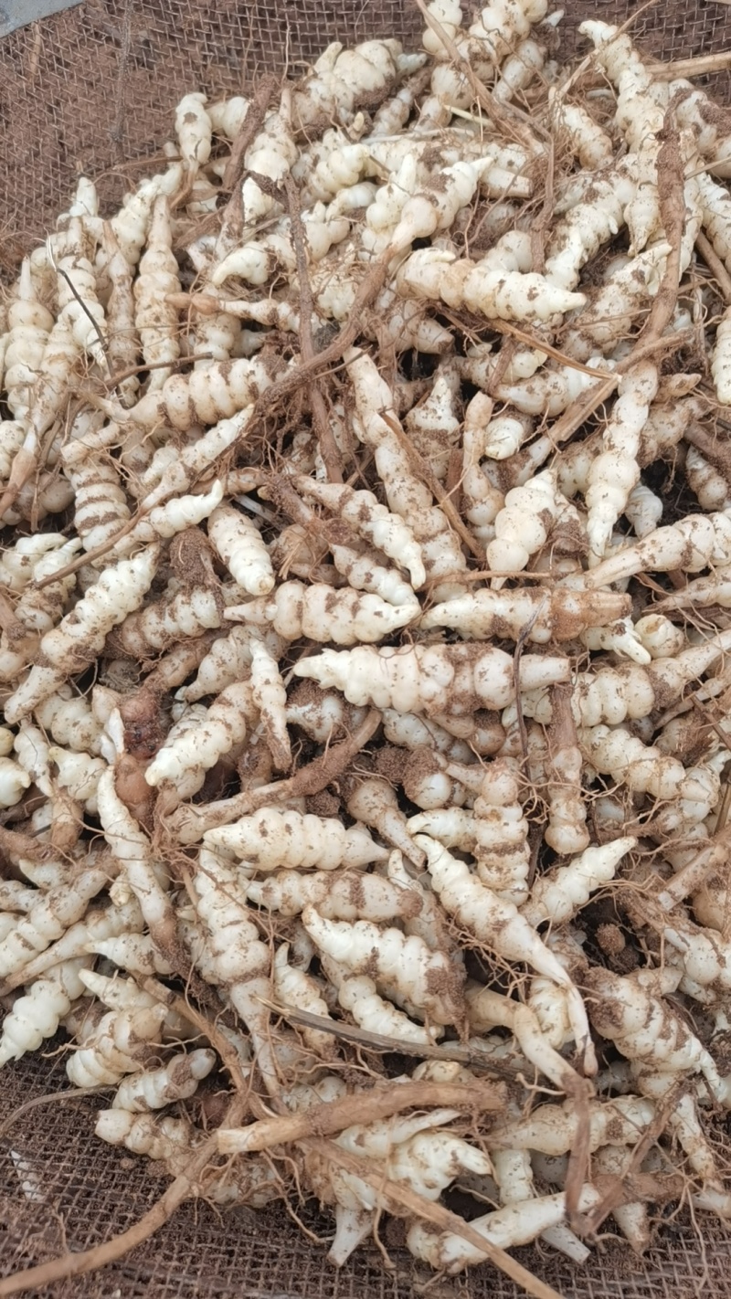 宁夏螺丝菜地环大量批发数量有限