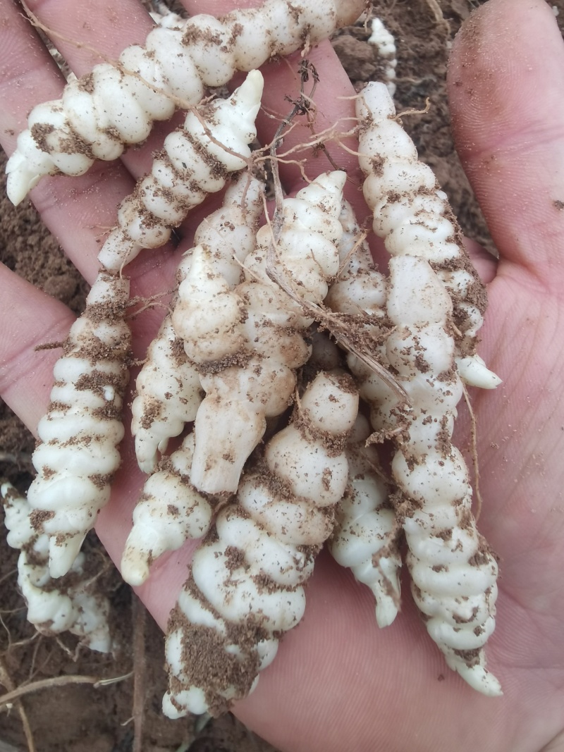 宁夏螺丝菜地环大量批发数量有限