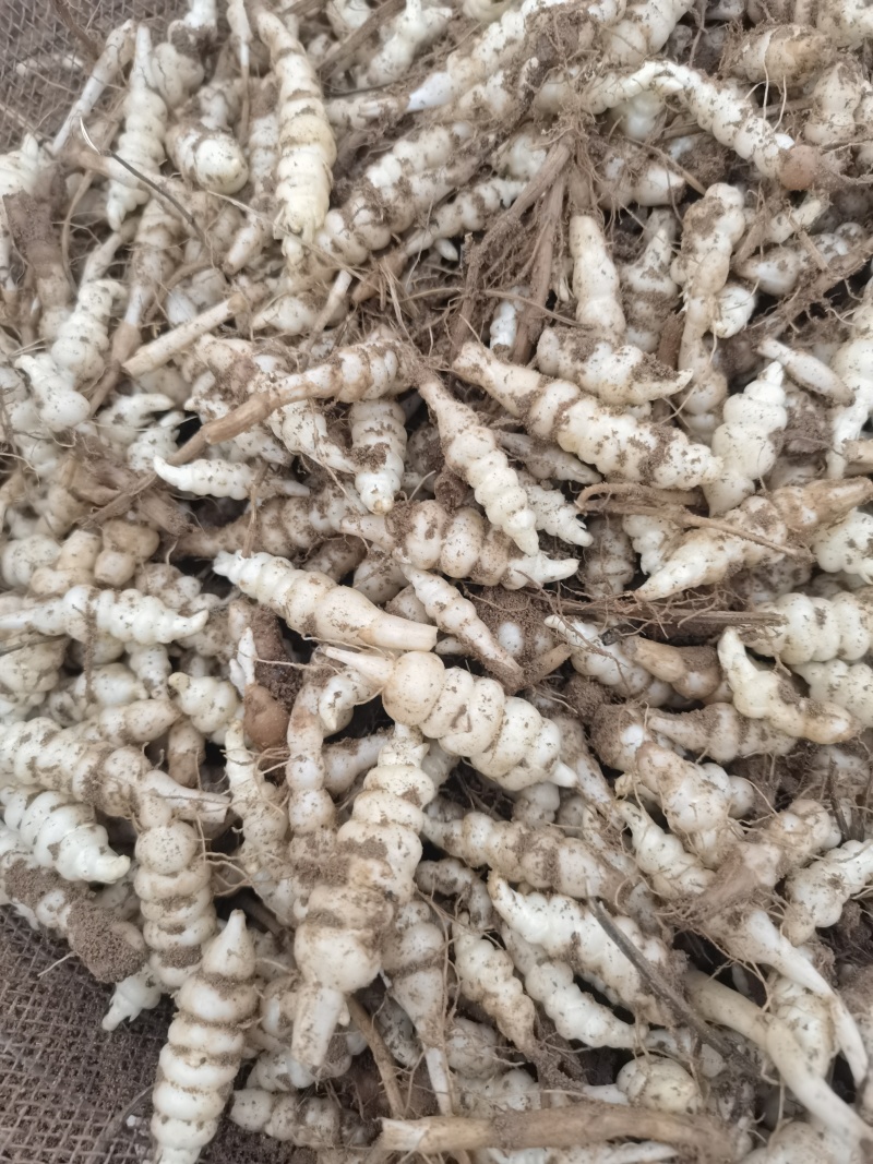 宁夏螺丝菜地环大量批发数量有限