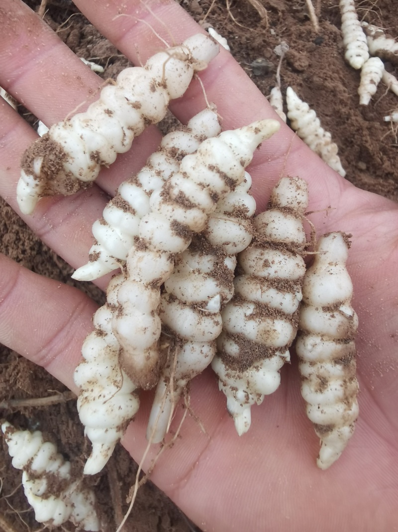 宁夏螺丝菜地环大量批发数量有限