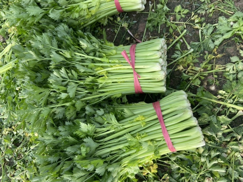 西芹河南精品西芹产地直供翠绿可口货源充足