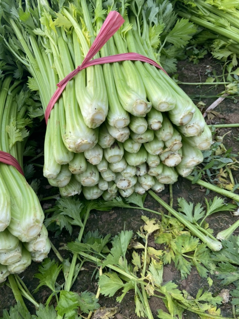 西芹河南精品西芹产地直供翠绿可口货源充足