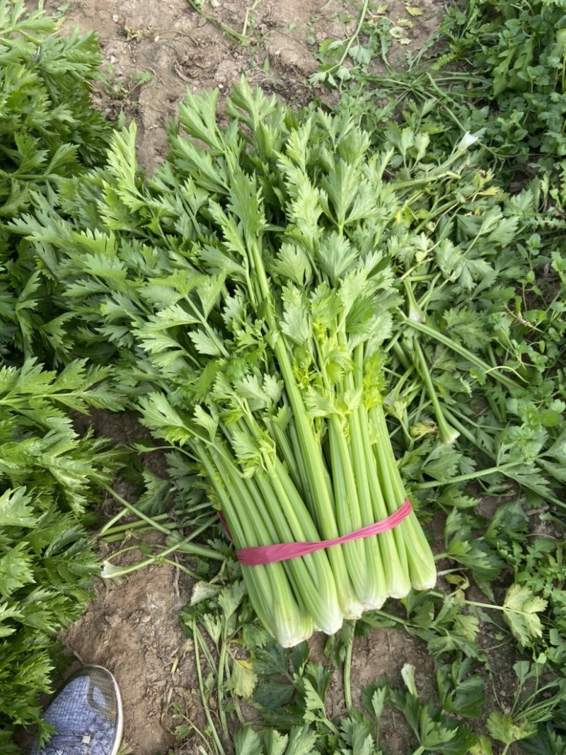 西芹河南精品西芹产地直供翠绿可口货源充足