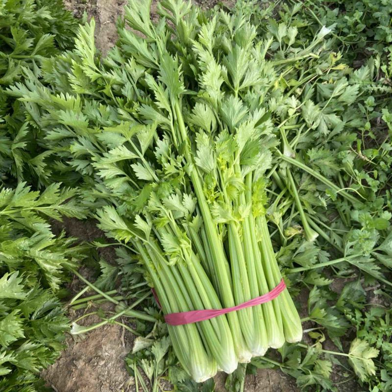 西芹河南精品西芹产地直供翠绿可口货源充足