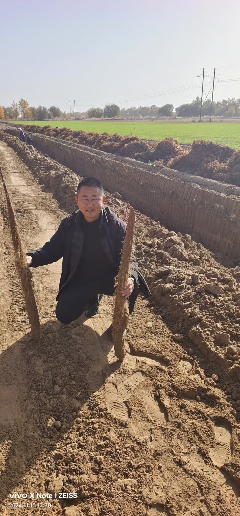 【新疆白玉山药】万亩基地批发一手货源品质保证货源充