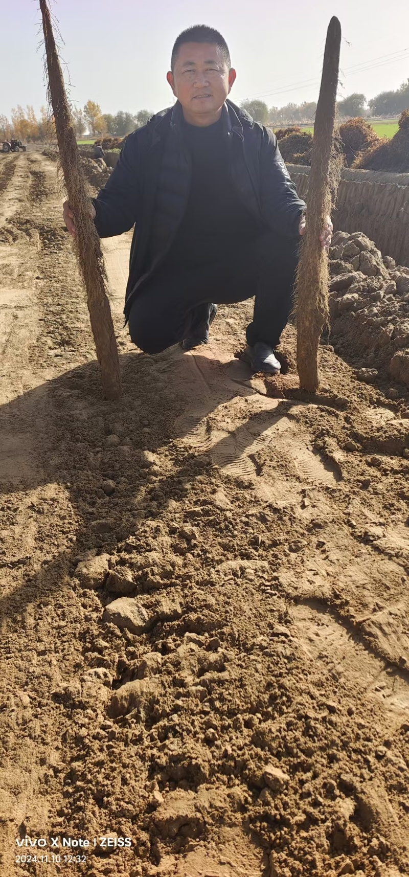 【新疆白玉山药】万亩基地批发一手货源品质保证货源充