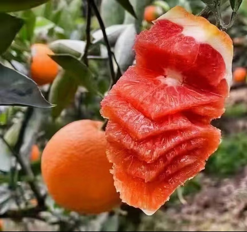 卡拉红肉脐橙好吃的见