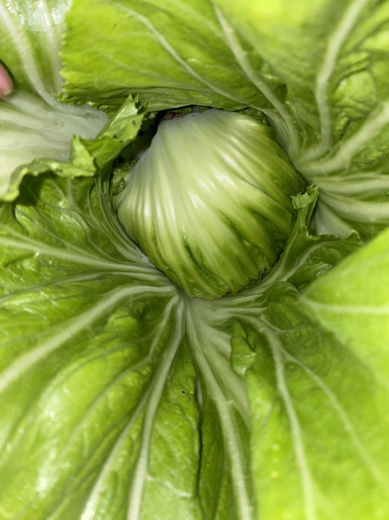 广西玉芥菜