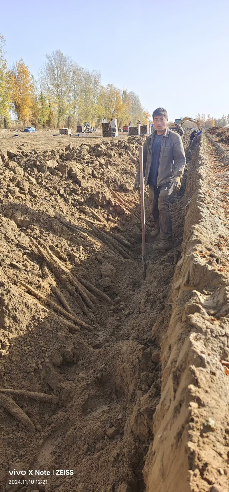 【新疆白玉山药】万亩基地批发一手货源品质保证货源充