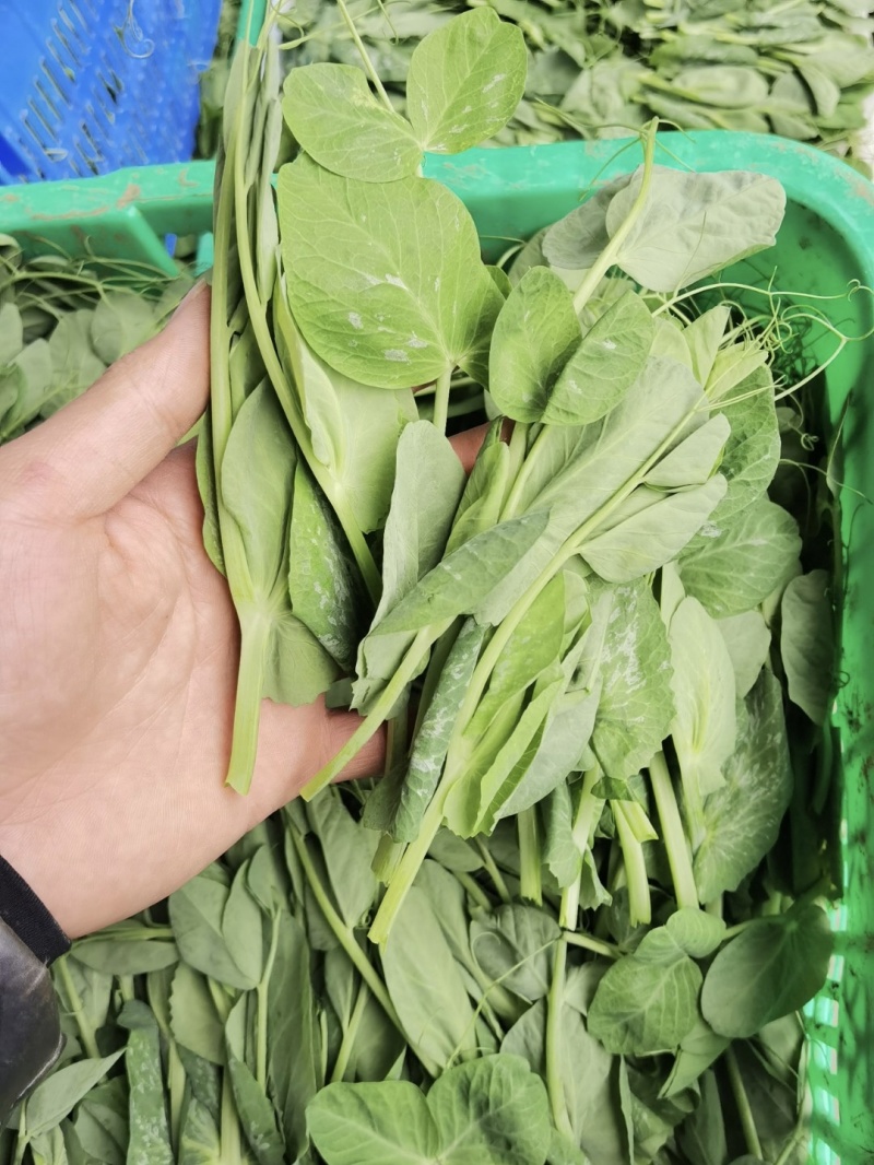 豌豆尖，一叶一包豌豆尖