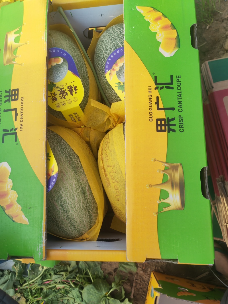 海南晓蜜25一级果，支持电商，各大市场发货。