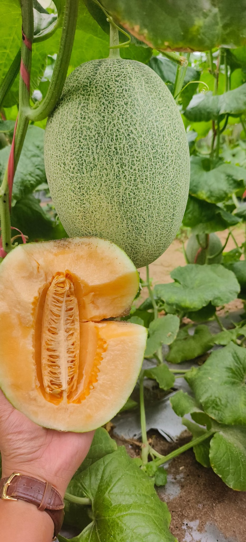 海南晓蜜25一级果，支持电商，各大市场发货。