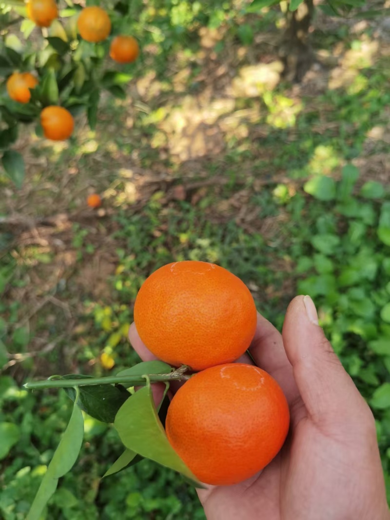 东方红蜜橘、世纪红蜜橘口感香甜细腻化渣产地货源充足