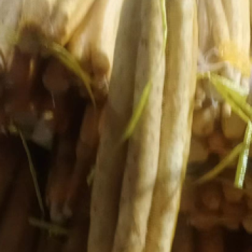 棒山药产地直供大量上市，品质保障，量大从优