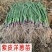 紫皮洋葱苗