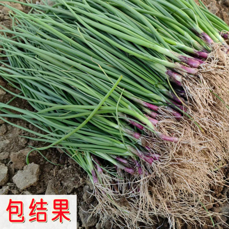 紫皮洋葱苗