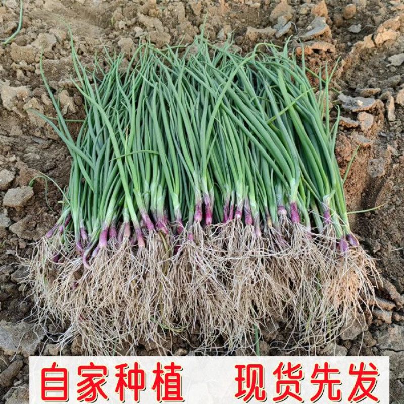 紫皮洋葱苗