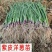 紫皮洋葱苗