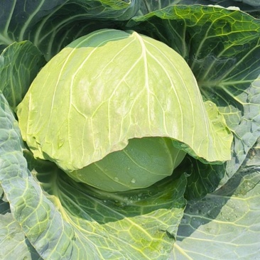 绿甘蓝圆包菜精品圆甘蓝