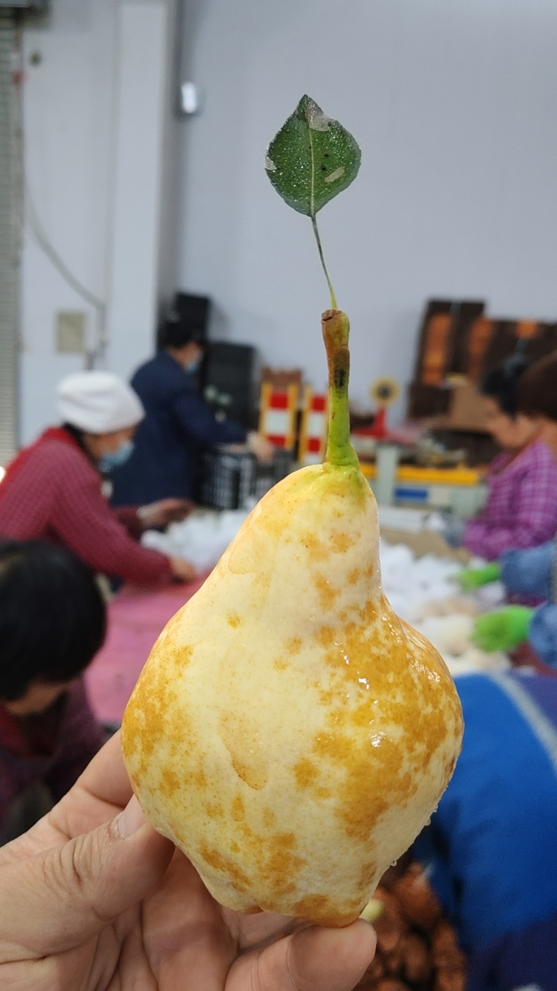 【一件代发】冰激凌蜜香丑梨一件代发非中华丑梨烟台产地直发