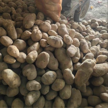 白心226土豆，长期供应