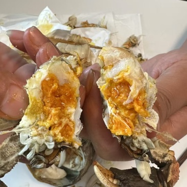 3两公蟹满膏肥度好品质保证