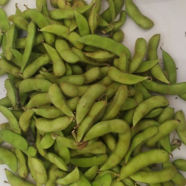新鲜毛豆，产地看货，欢迎选购