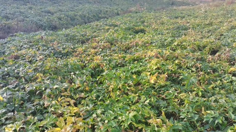 高海拔四川当归，鲜当归甜当归大量出售现挖现卖