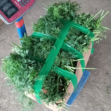 红罗卜