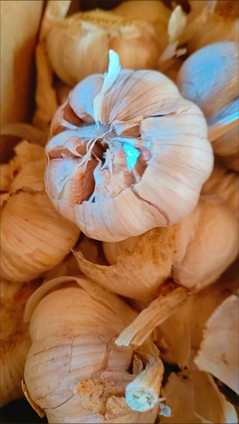 新鲜大蒜，欢迎选购