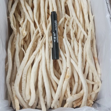 川明参