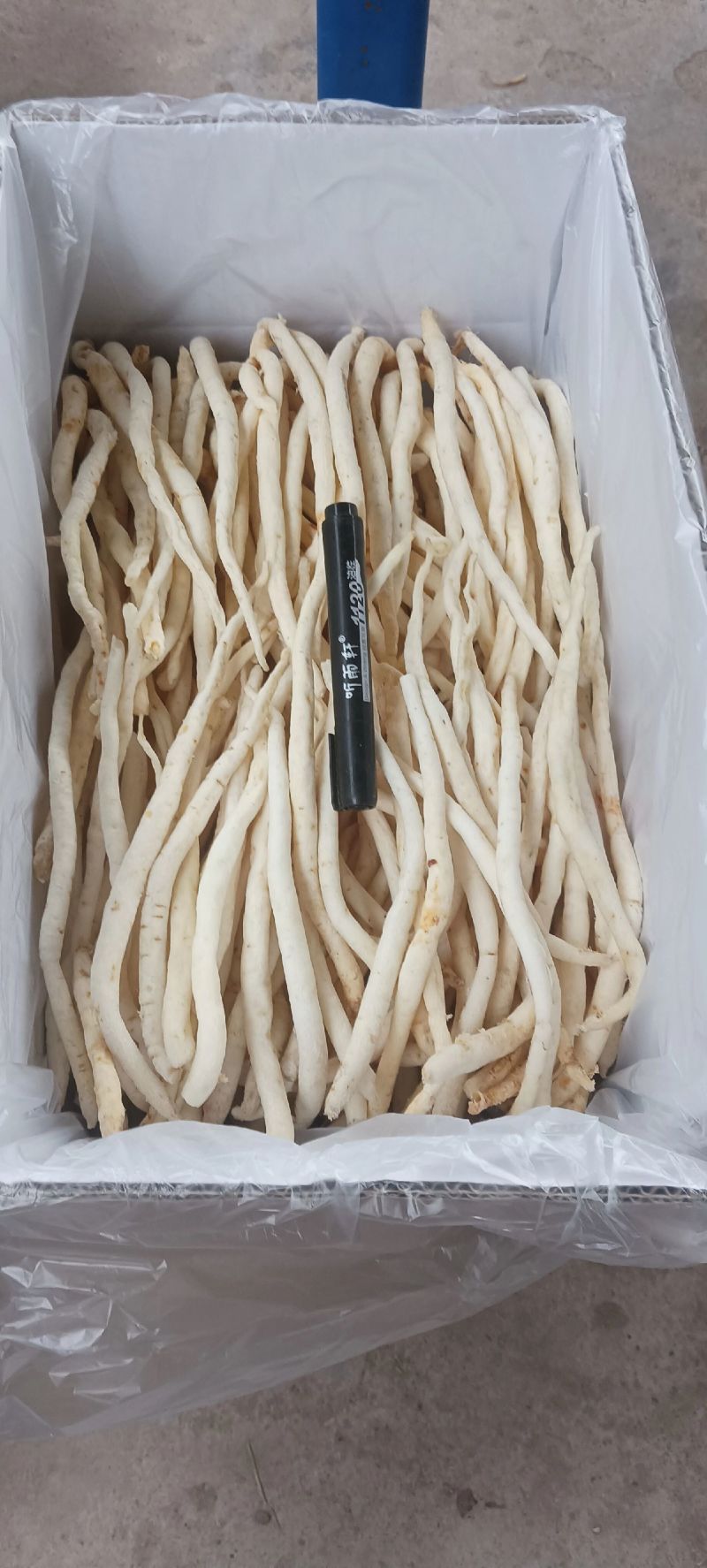 川明参