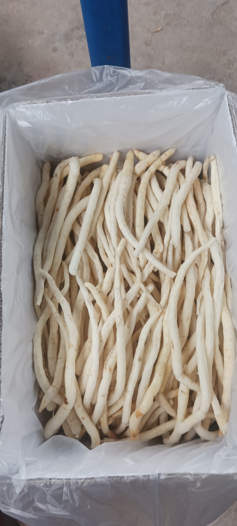 川明参