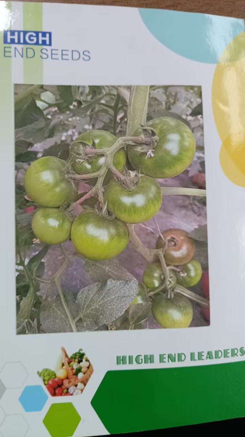 口感草莓番茄种子铁皮柿子口感脆甜绿肩明显品质保证