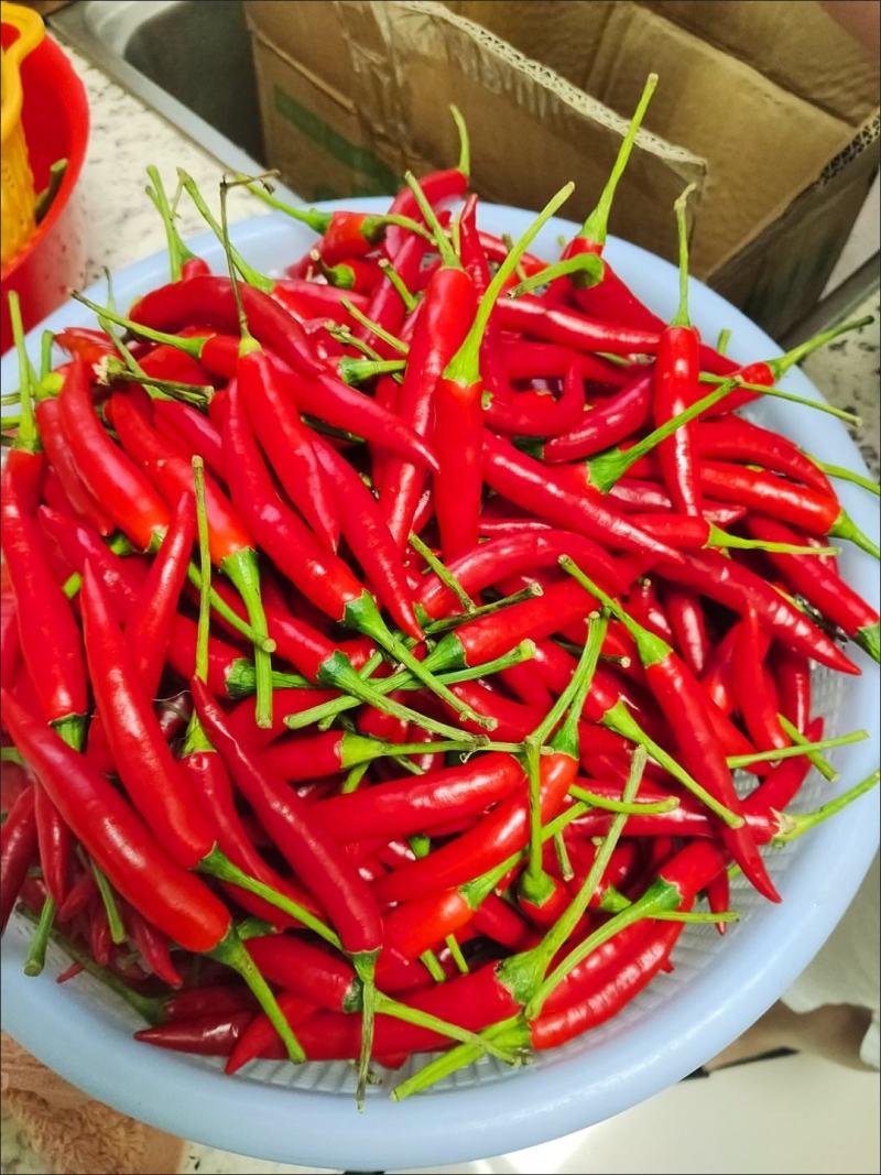 云南小米椒，现摘现发，欢迎选购