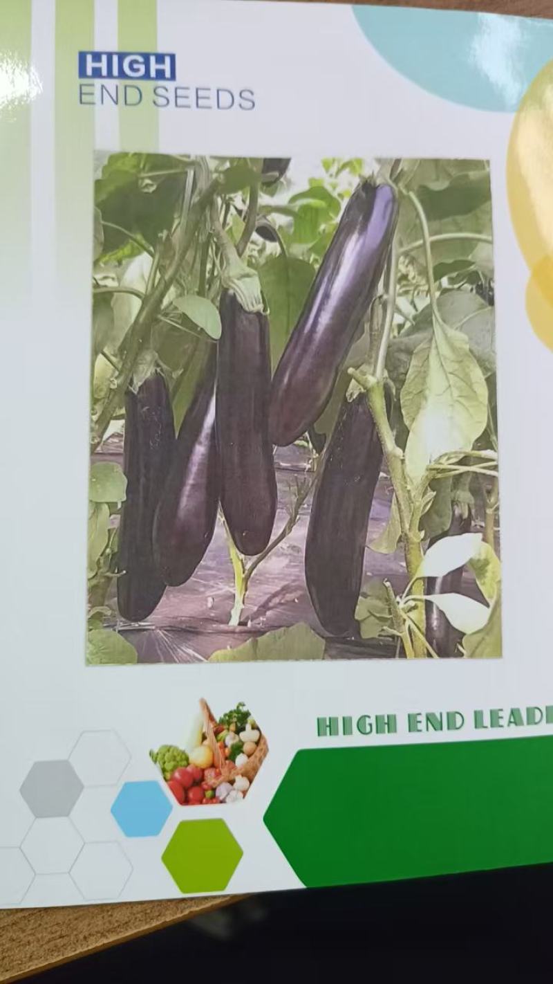 大龙茄子种子烧烤茄子种子紫长茄种黑圆茄种子绿灯泡茄子种子