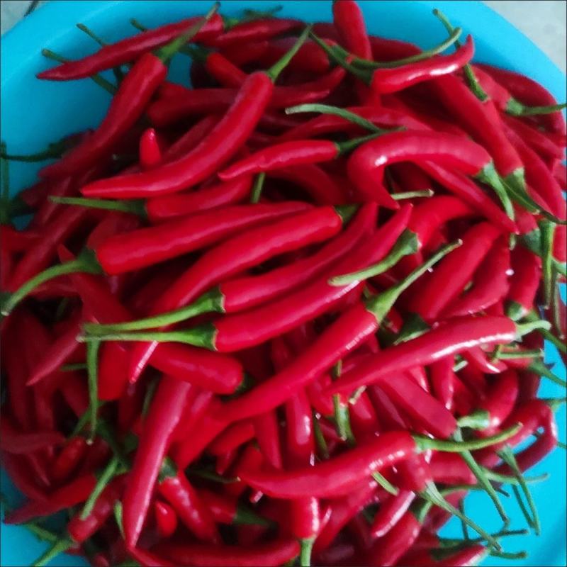 云南小米椒，现摘现发，欢迎选购