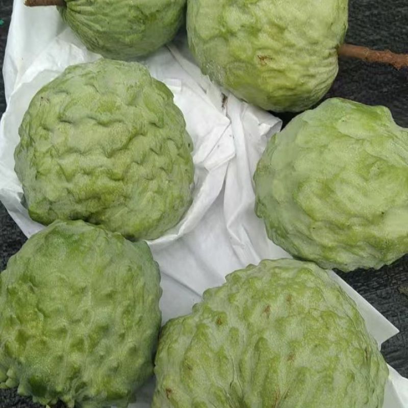 产自云南高原的高品质释迦果现正火热销售中。本店所售的释迦果，