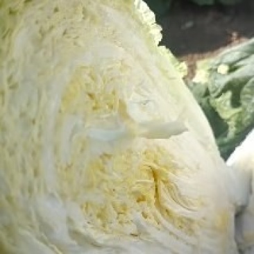 安徽临泉大白菜自产自销。