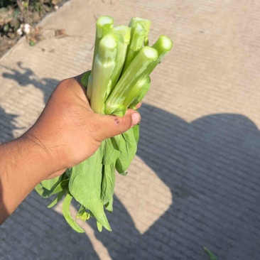 湖北白菜苔红菜苔，每天发货货源稳定。