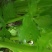 温室法国皇后西芹