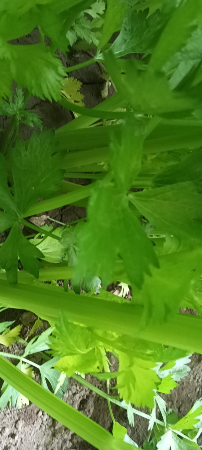 温室法国皇后西芹