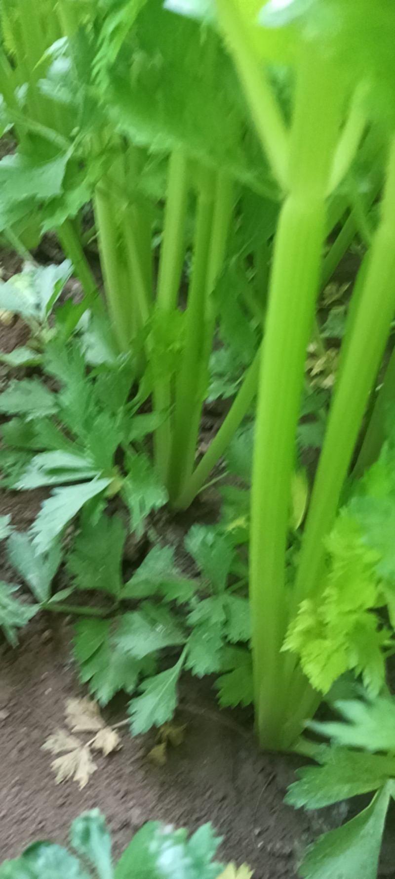 温室法国皇后西芹